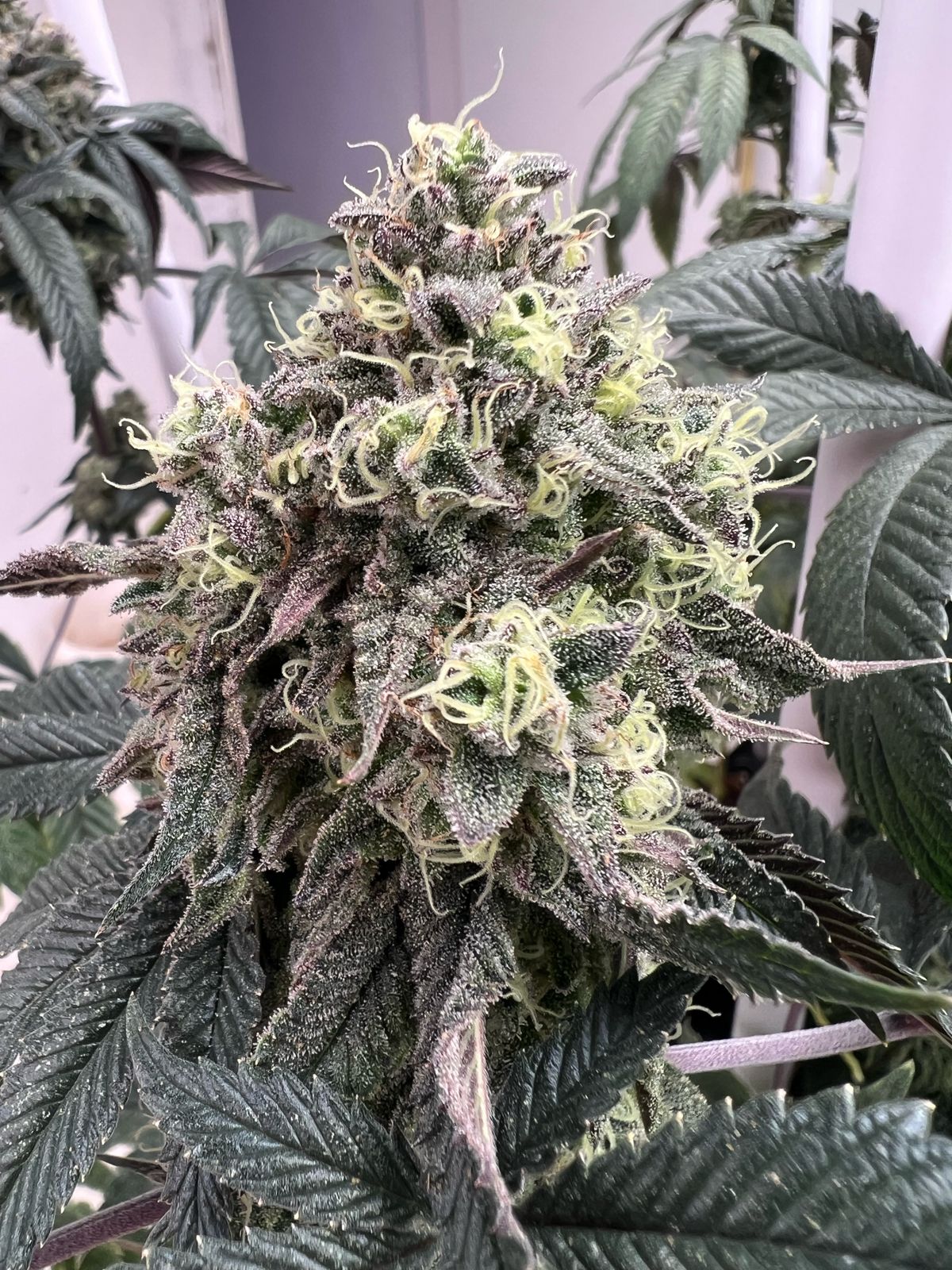 Satan&Co Stangie (Fem) x1Un