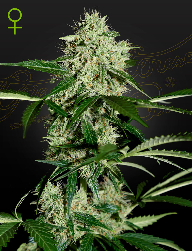 Auto Norther Light - AUTO FEM (Granel)