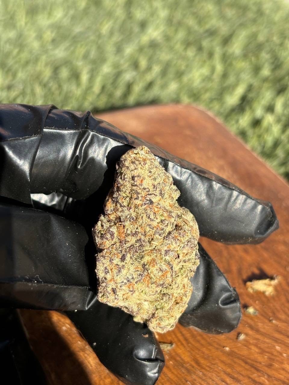 Californienne 🇺🇸