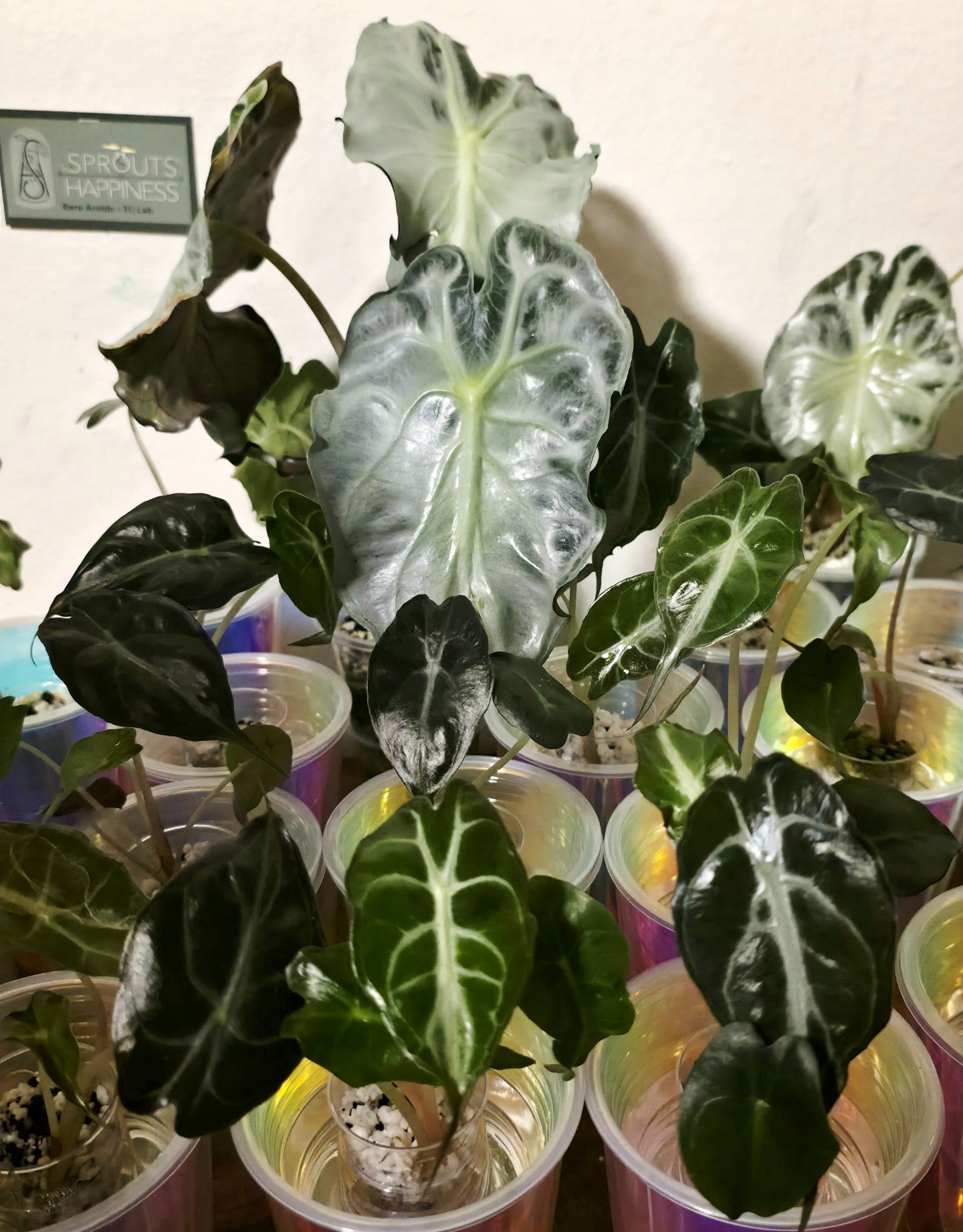 Alocasia Venom 