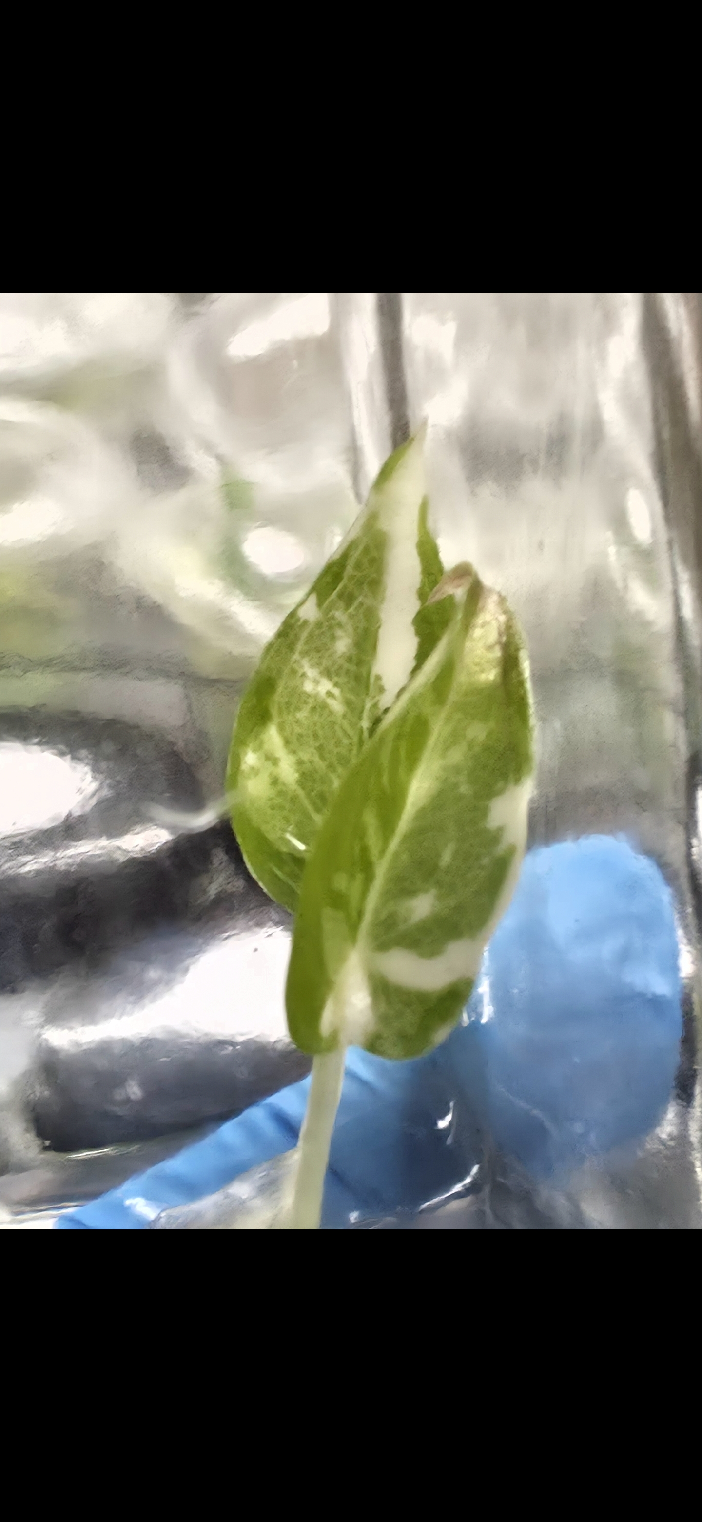 Alocasia Maharani Albo