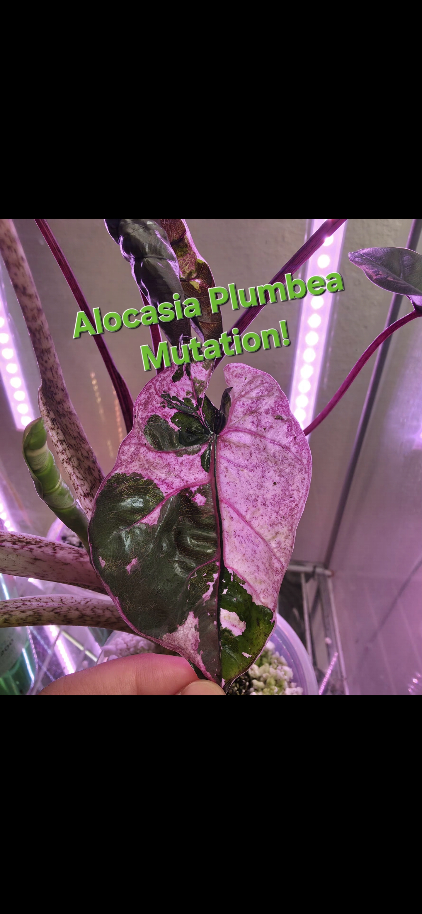 Alocasia Plumbea Mutation