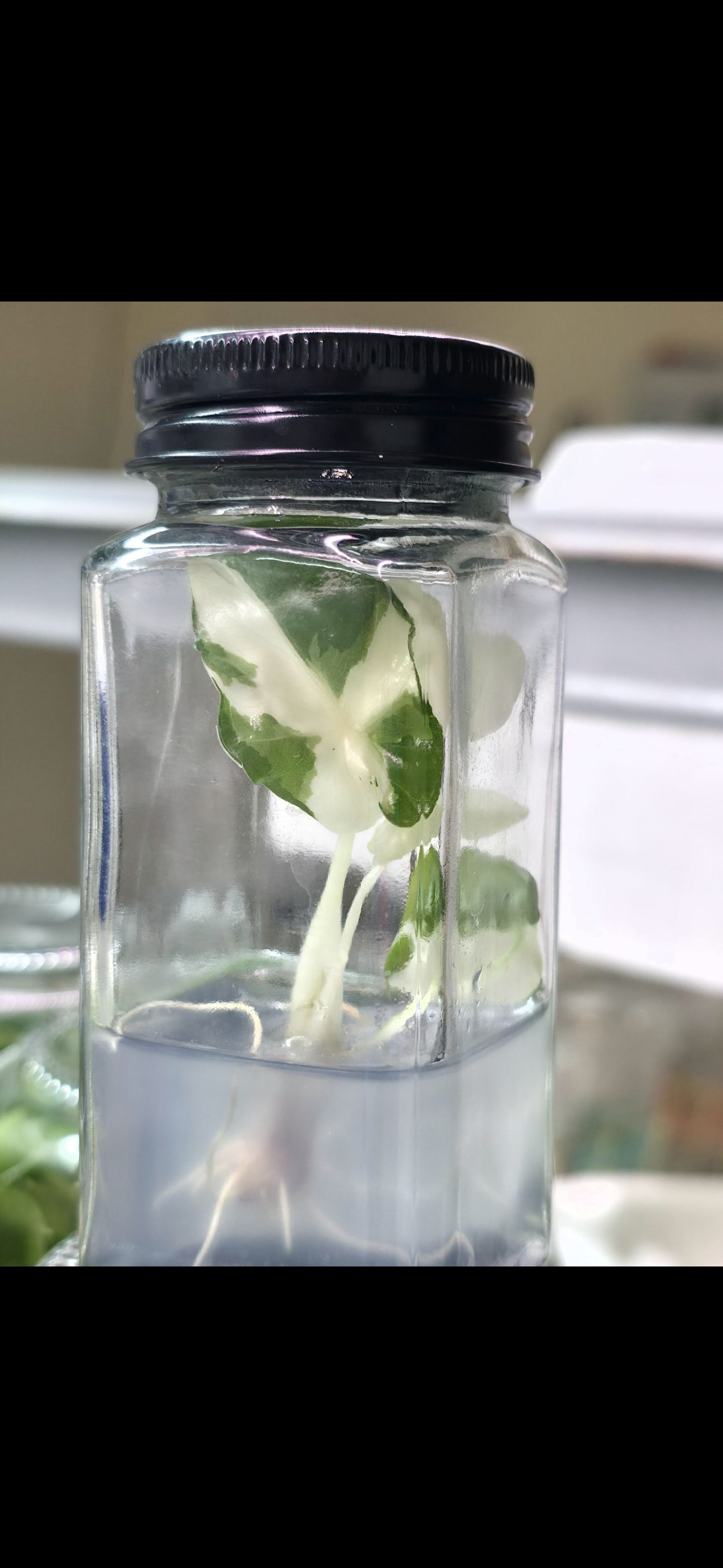 Variegated Plant in Bottle