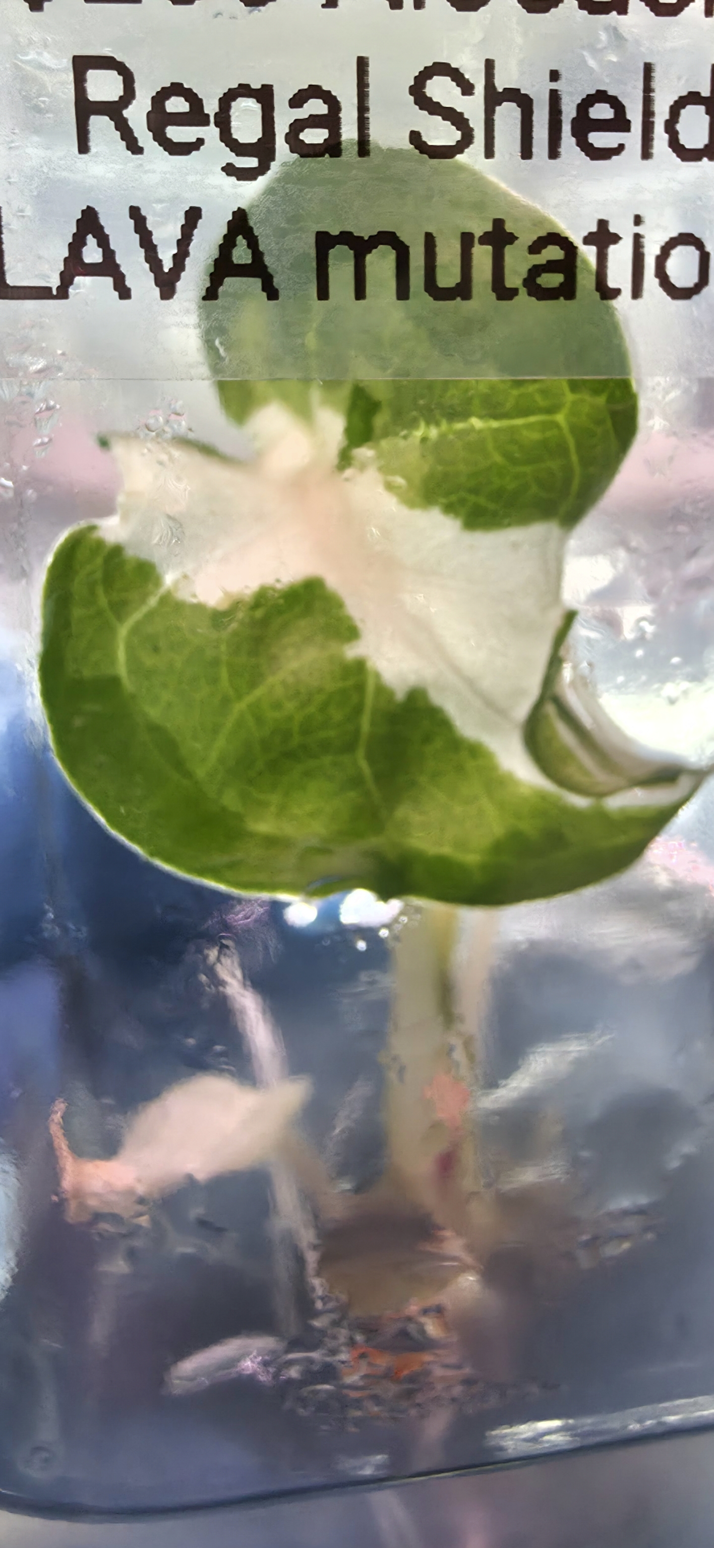 Variegated Plant in Bottle