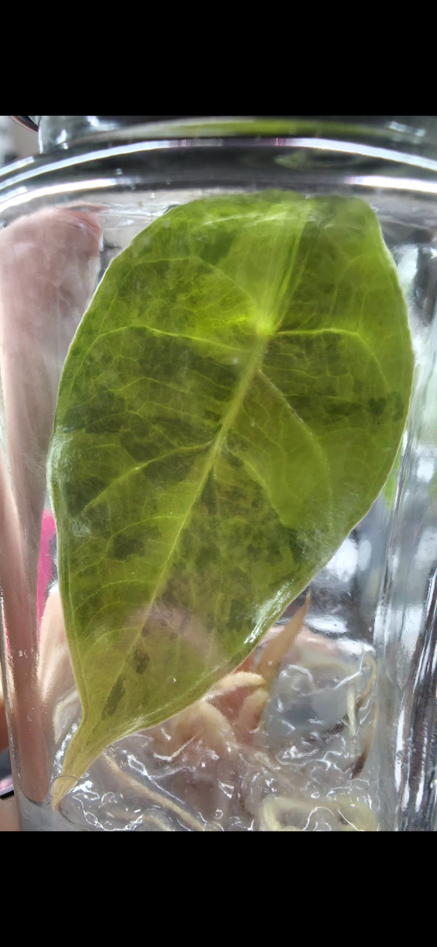 Alocasia Sedenii Aurea Rare Tissue Culture 