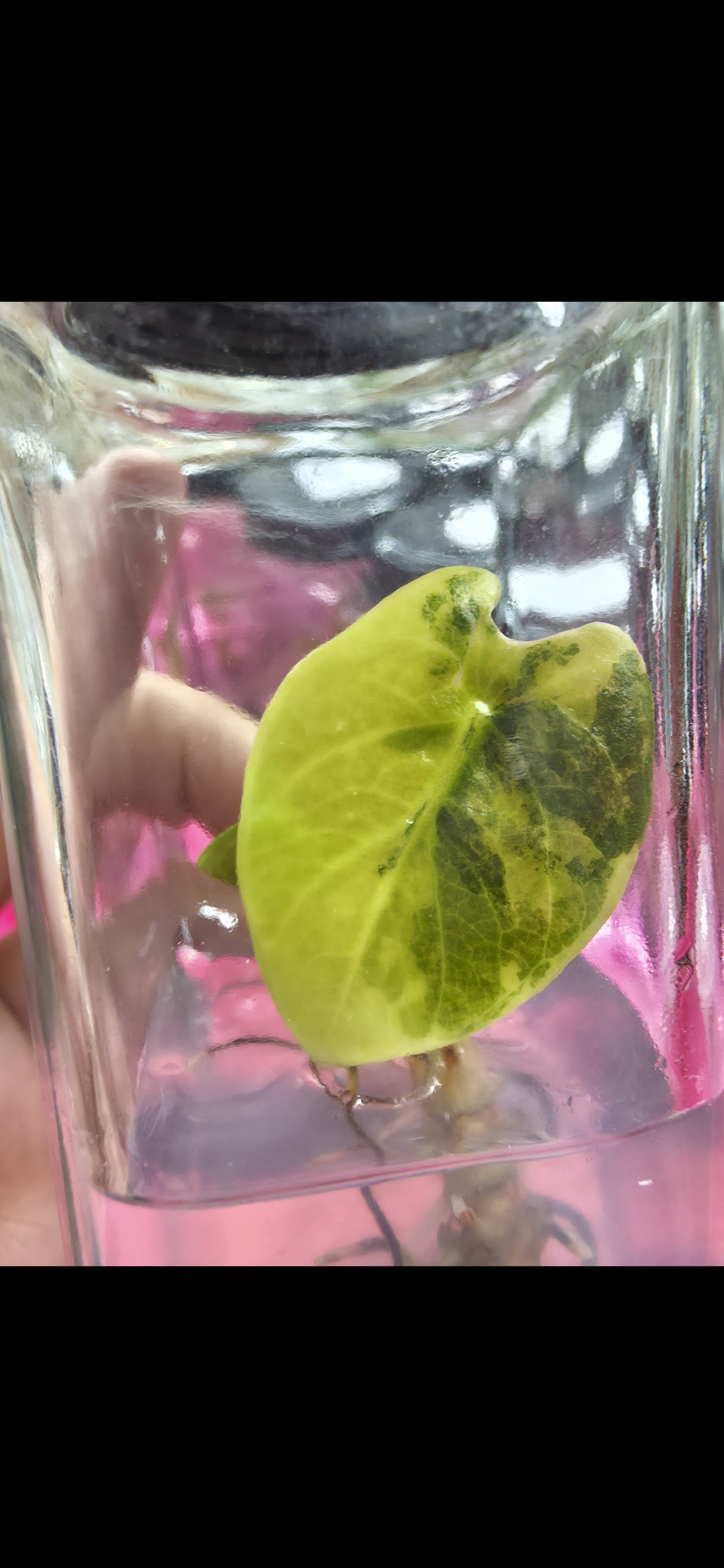 Alocasia Sedenii Aurea Rare Tissue Culture 