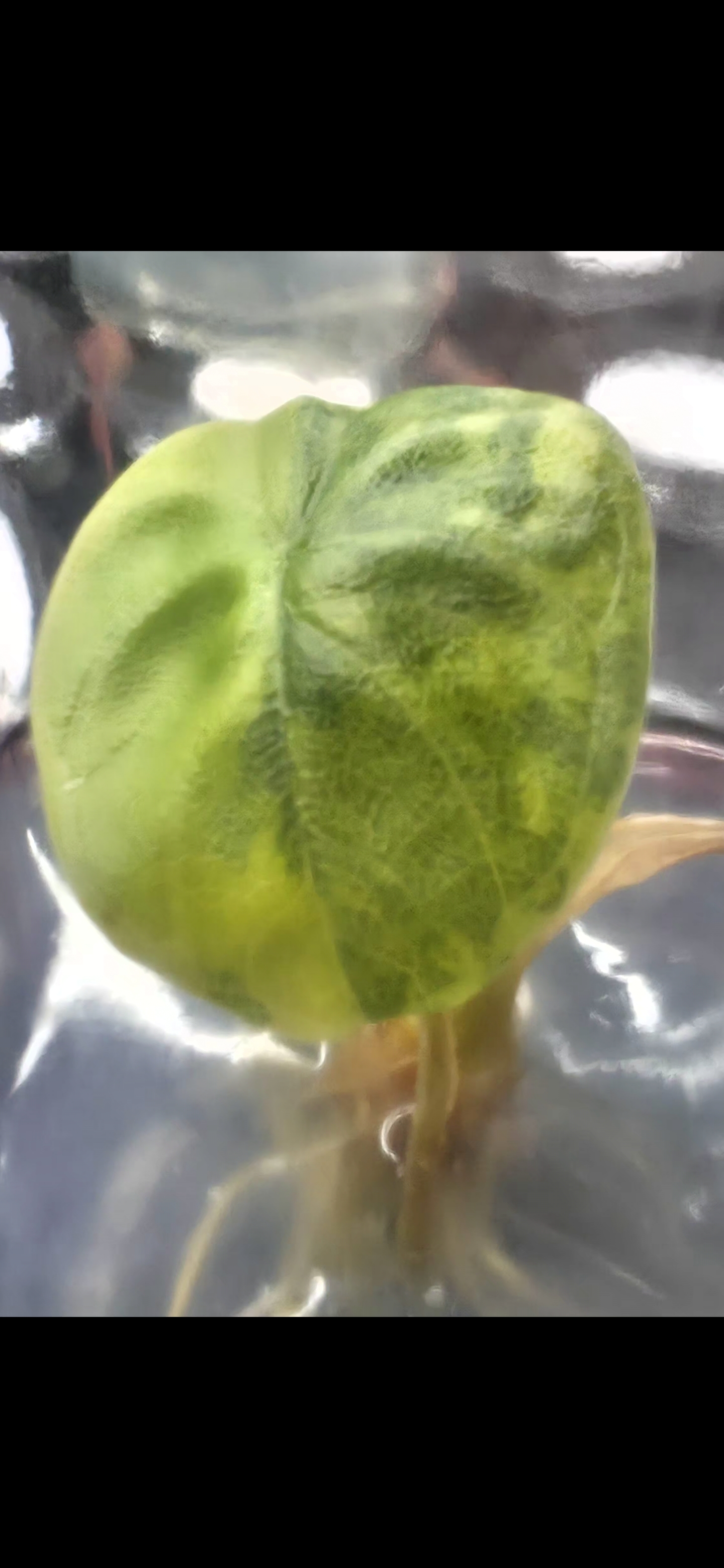 Alocasia Melo aurea tricolor Rare 