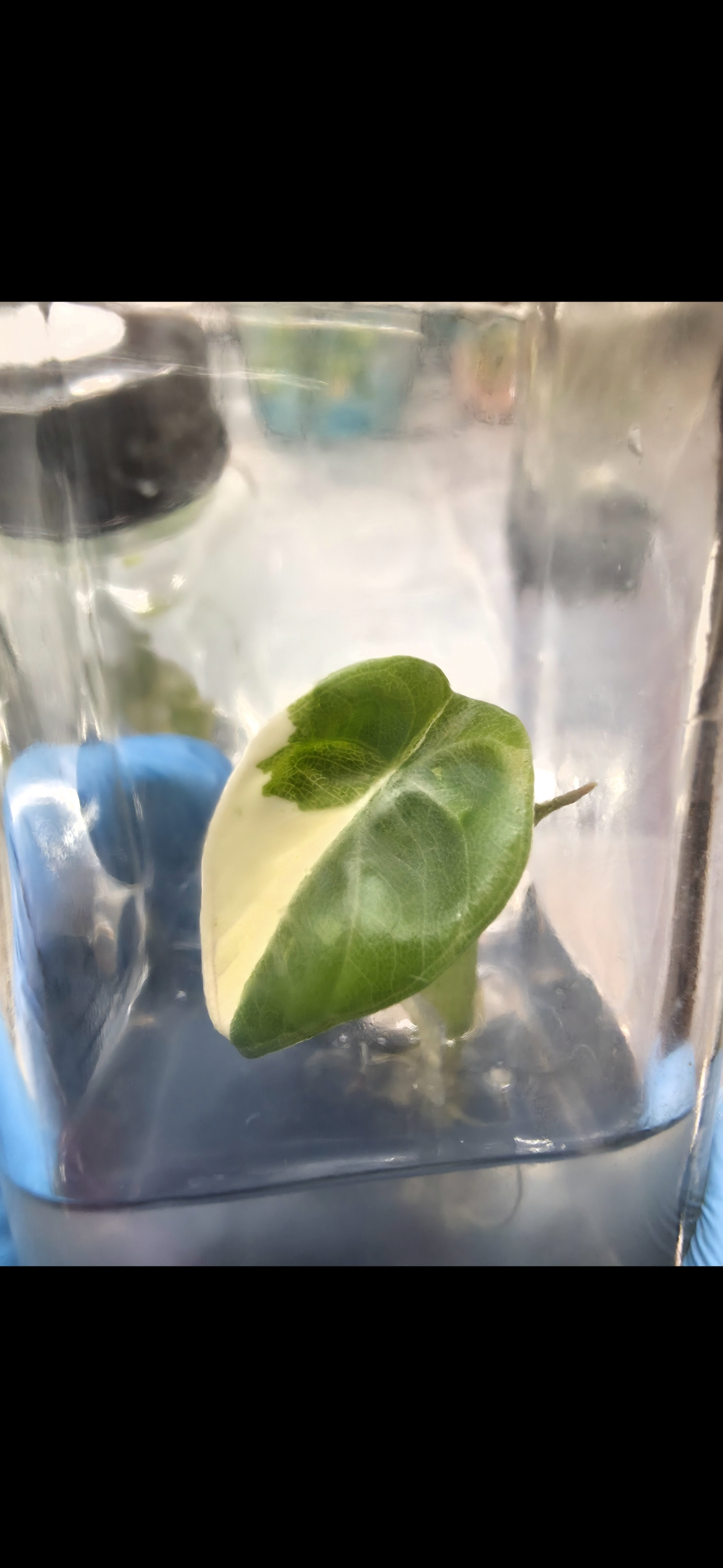 Alocasia Maharani Albo