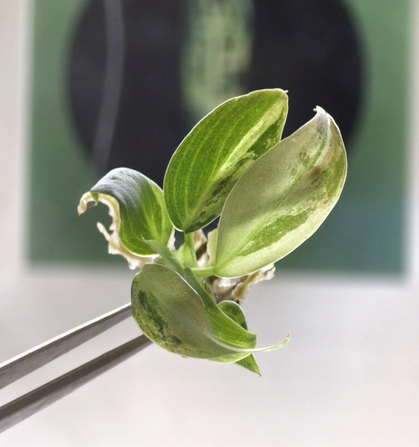 Variegated Philodendron Melanochrysum Variegated
