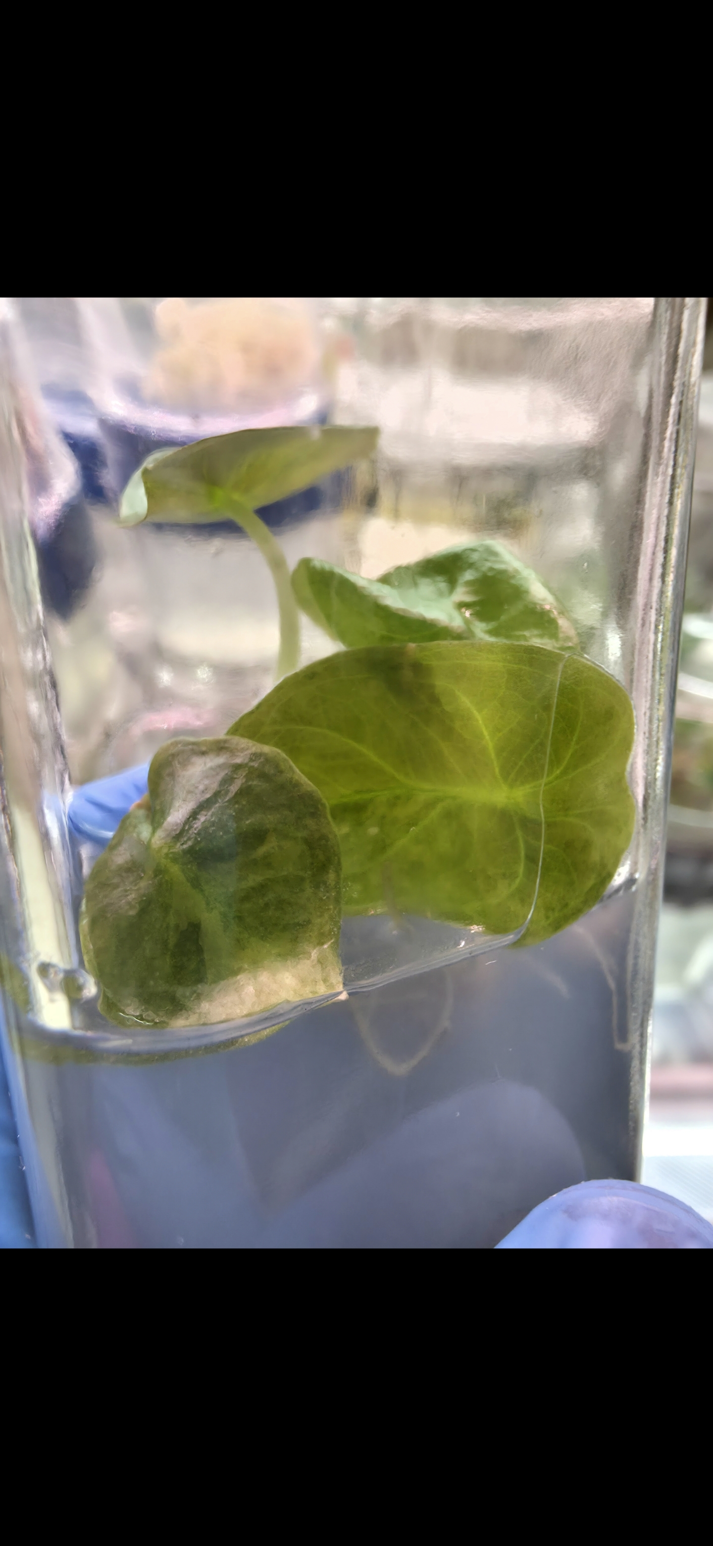 Alocasia Cuprea Aurea Latte TC 