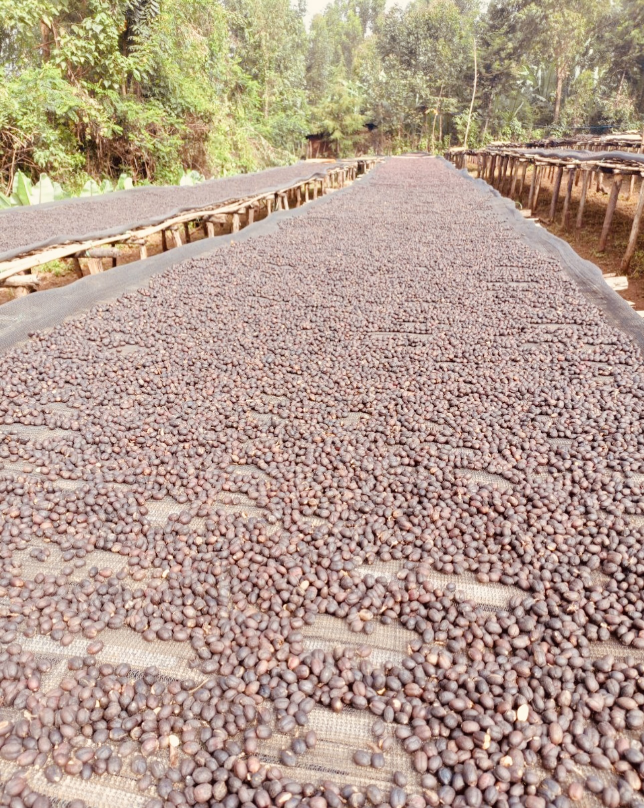Dried Coffee Beans