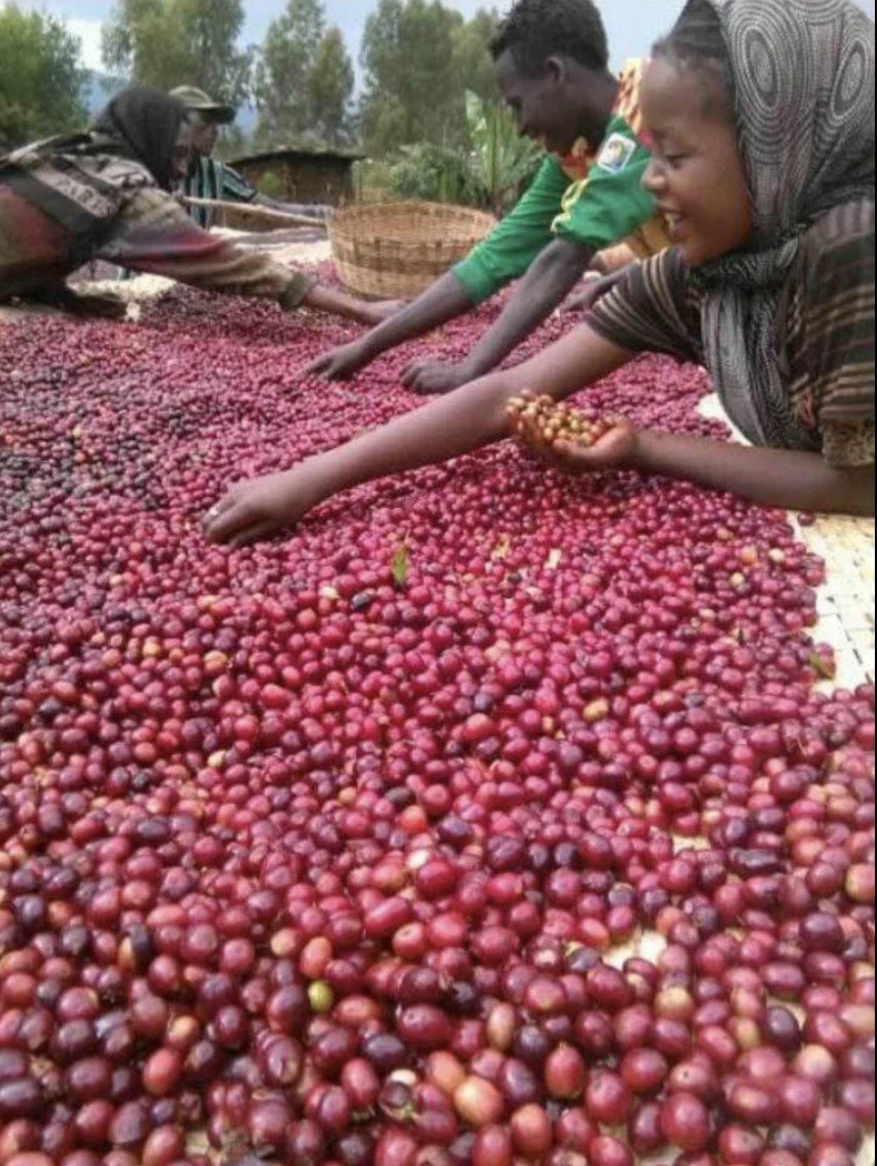Fresh Coffee Cherries