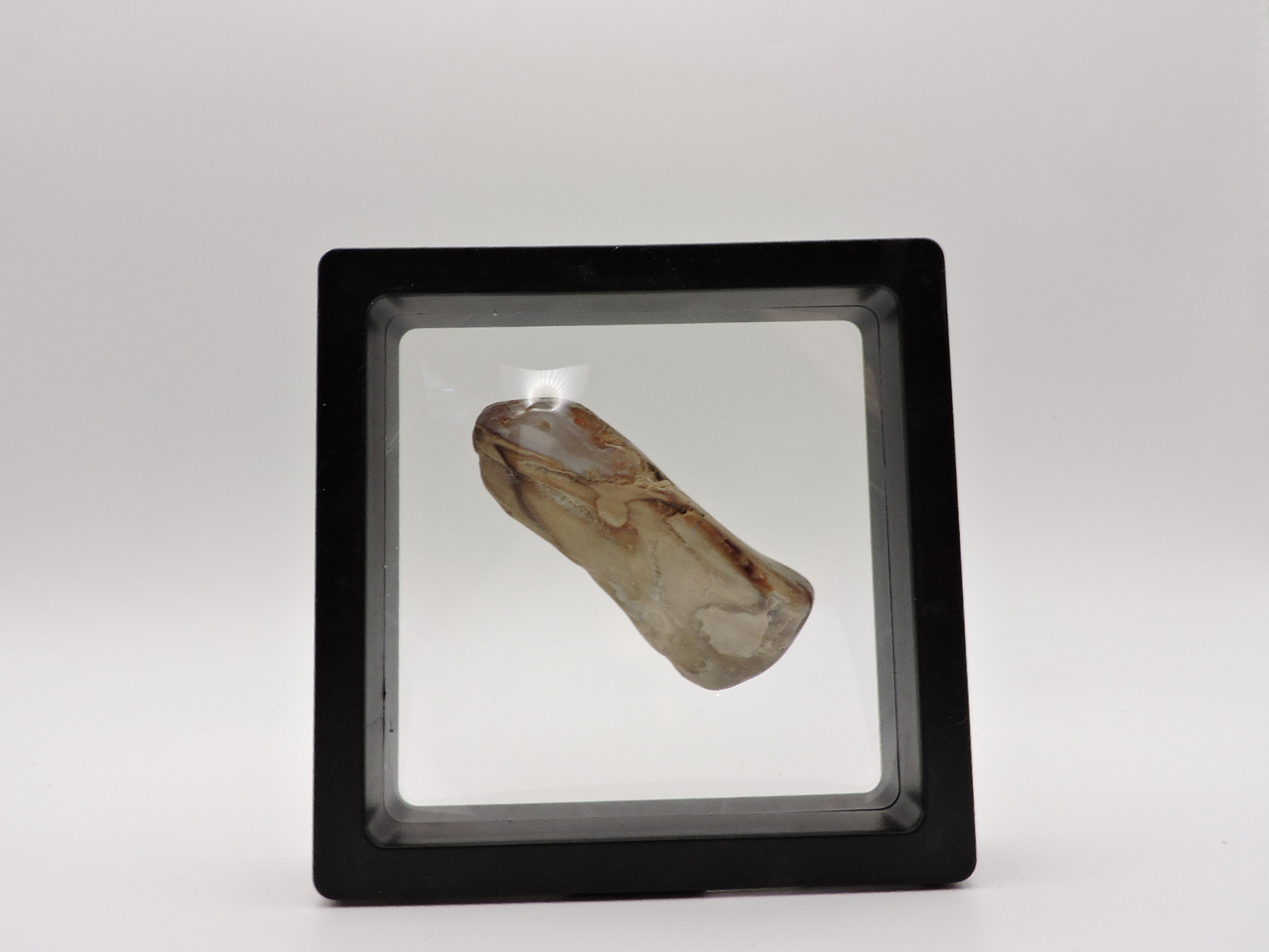 Polished Petrified Agatized Wood Piece