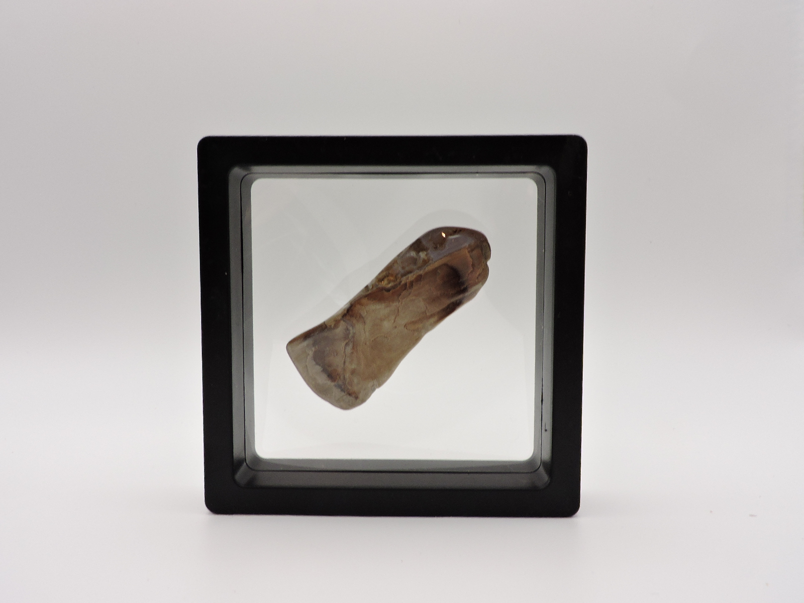 Polished Petrified Agatized Wood Piece