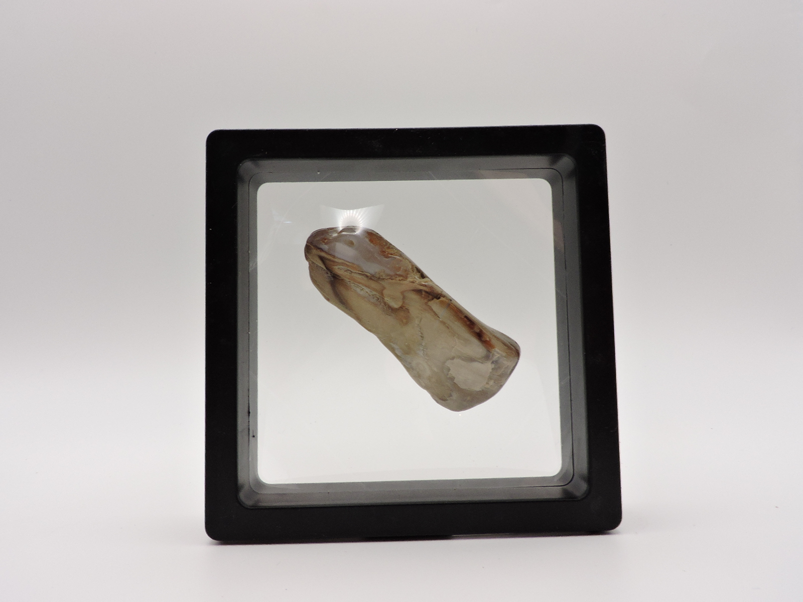 Polished Petrified Agatized Wood Piece