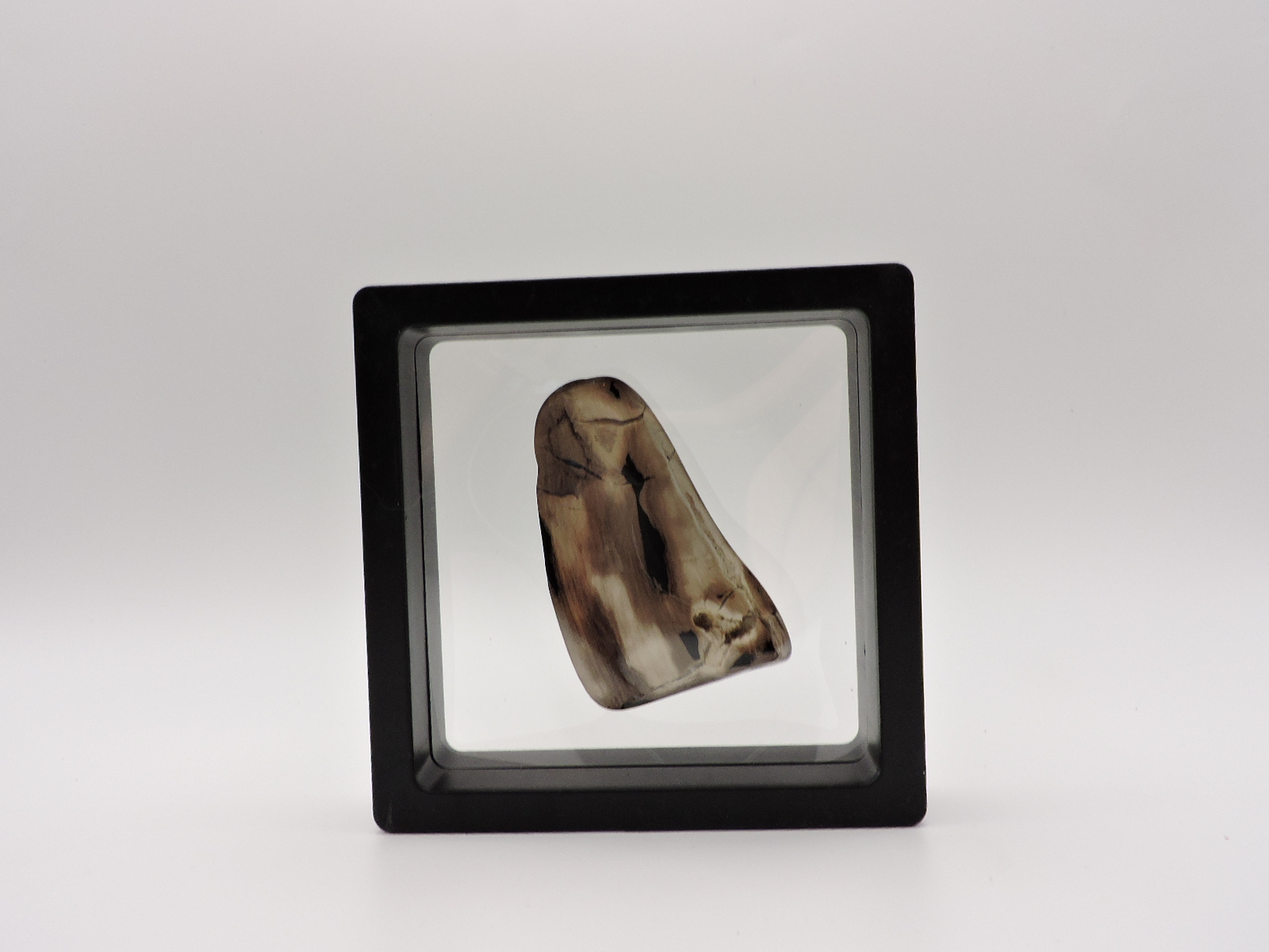 Polished Petrified Wood Stone