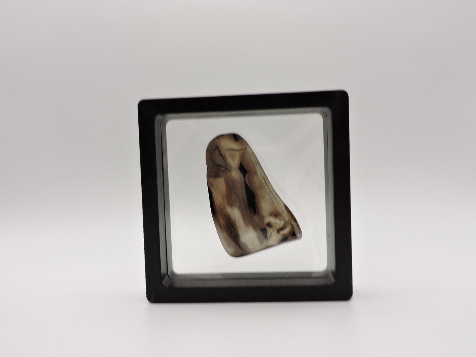 Polished Petrified Wood Stone