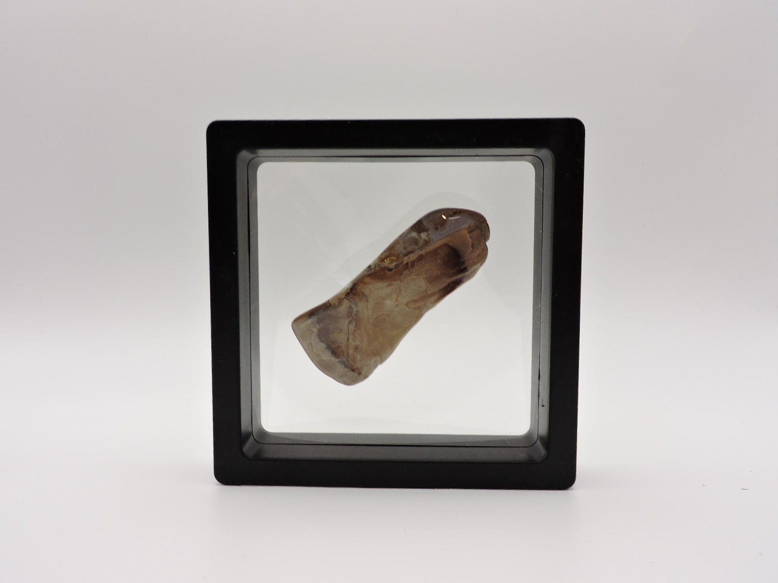 Polished Petrified Agatized Wood Piece