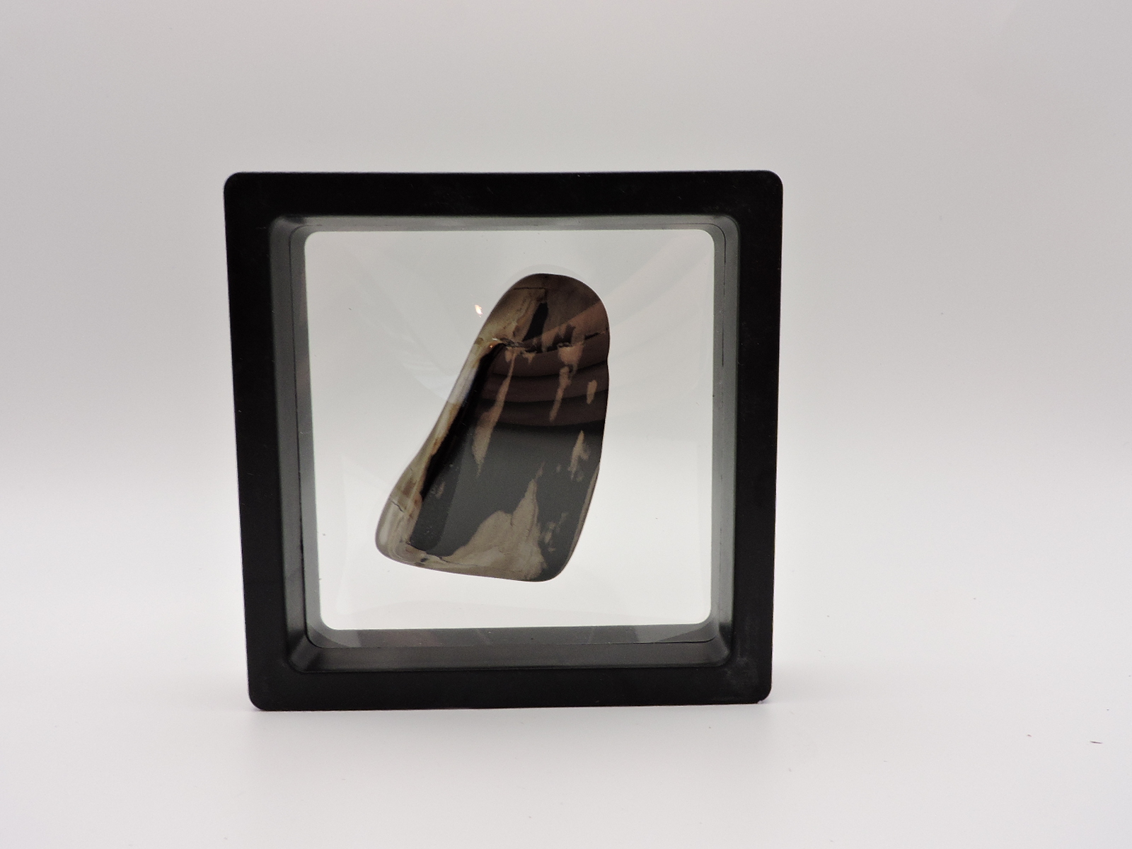 Polished Petrified Wood Stone