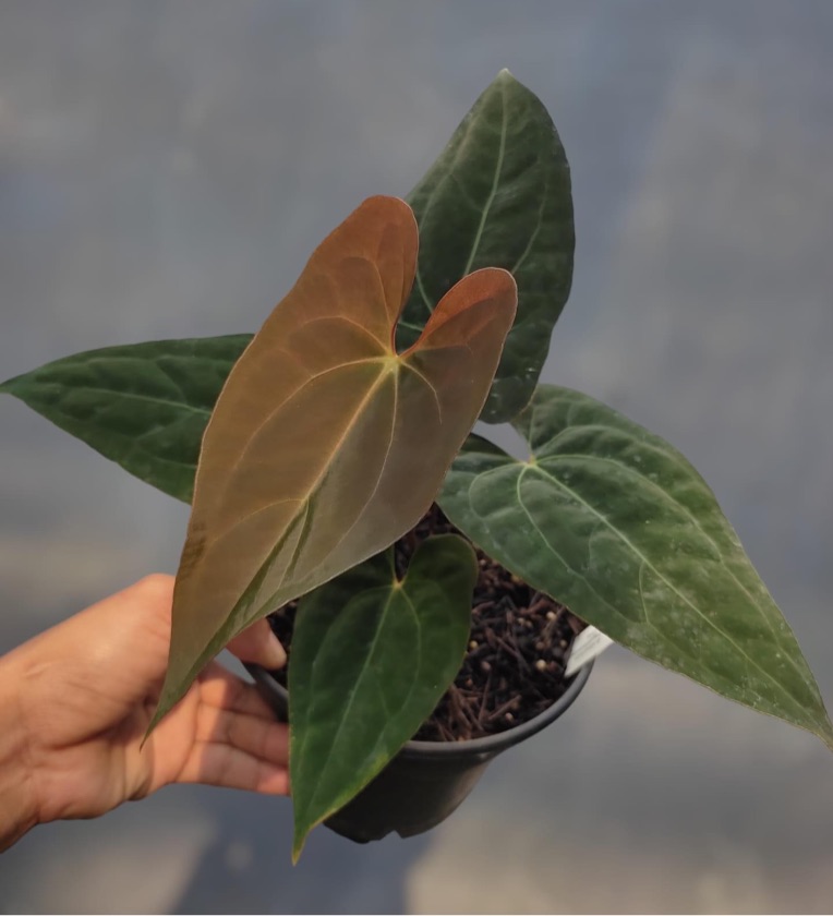 Anthurium Papilaminum X-One