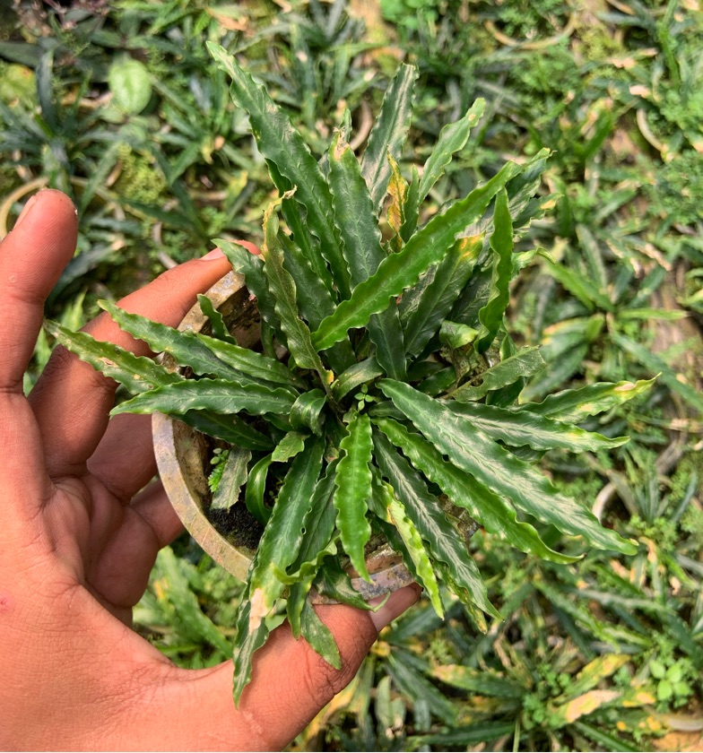 Schissmattoglotis Gui