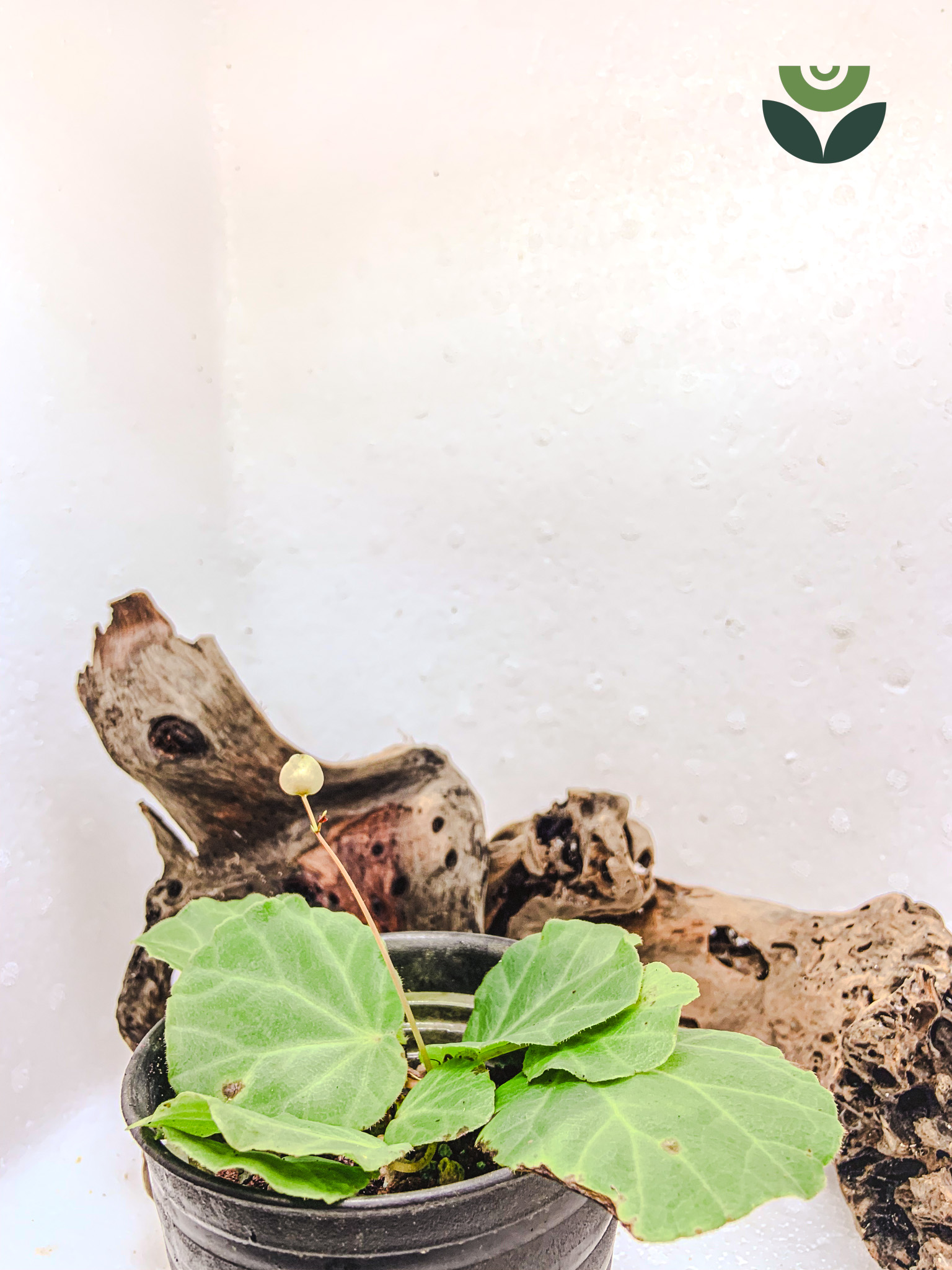 Begonia Padang Green