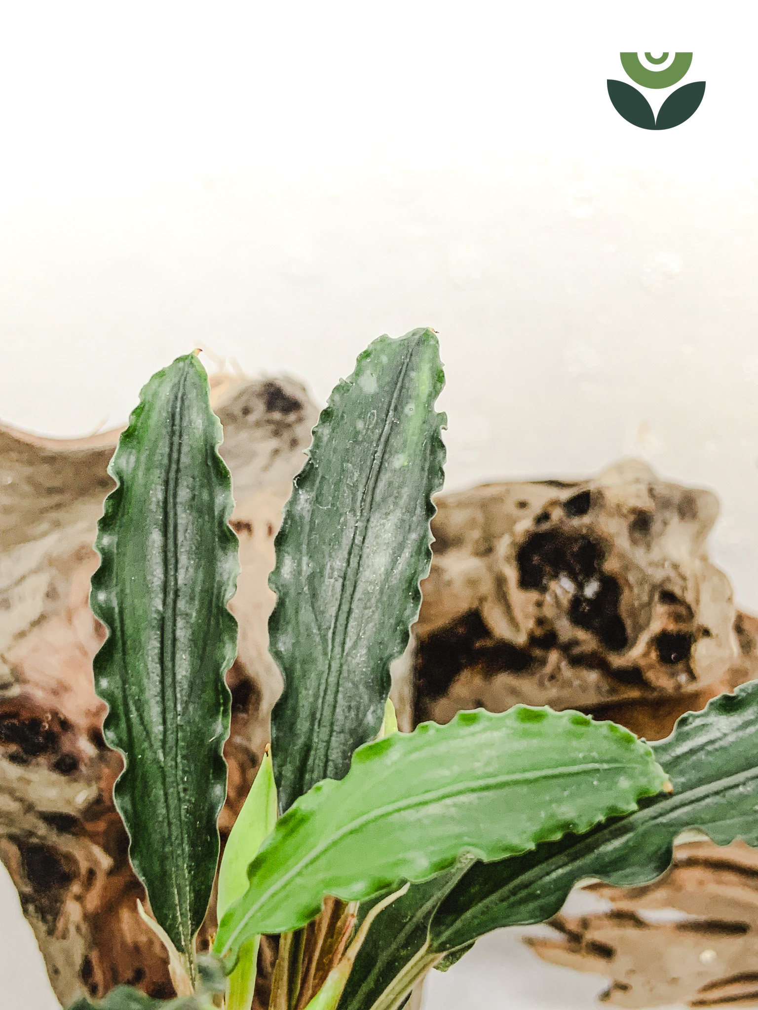 Bucephalandra King Spear