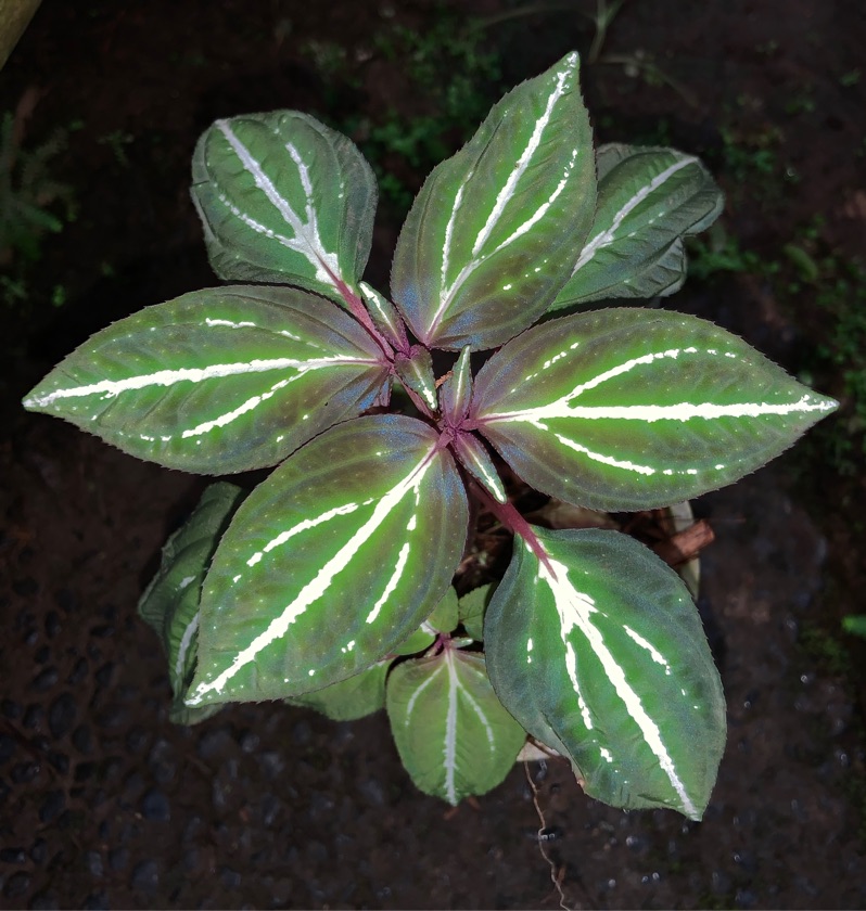 Sonerila sp. Lightsaber