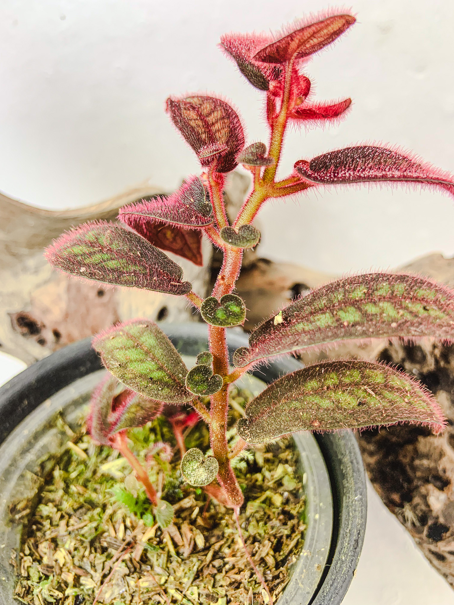 ⁠Sonerila sp. Tepuai