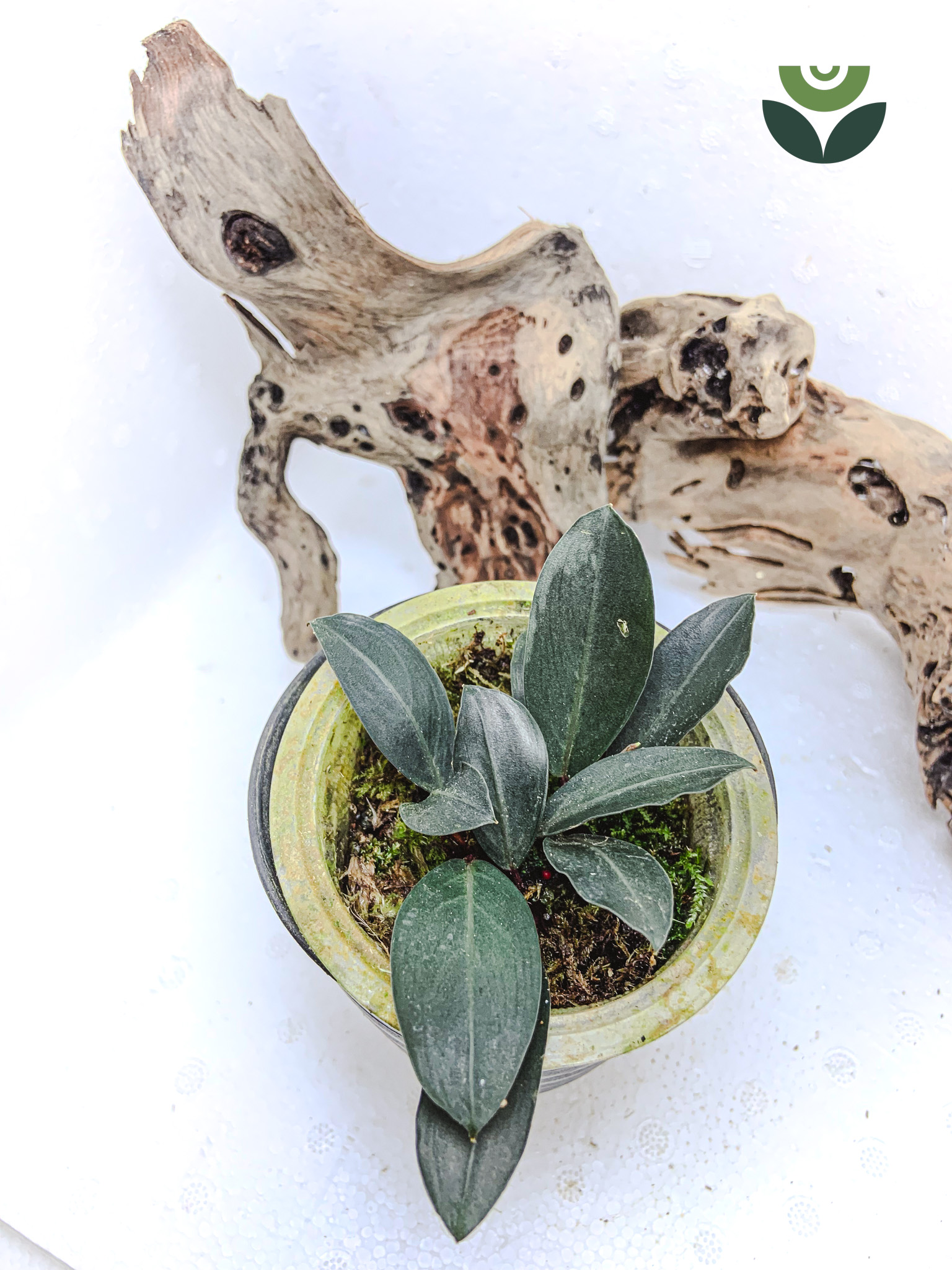 Bucephalandra Biblis Red