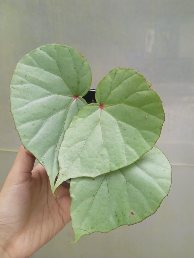 Begonia Green Silver