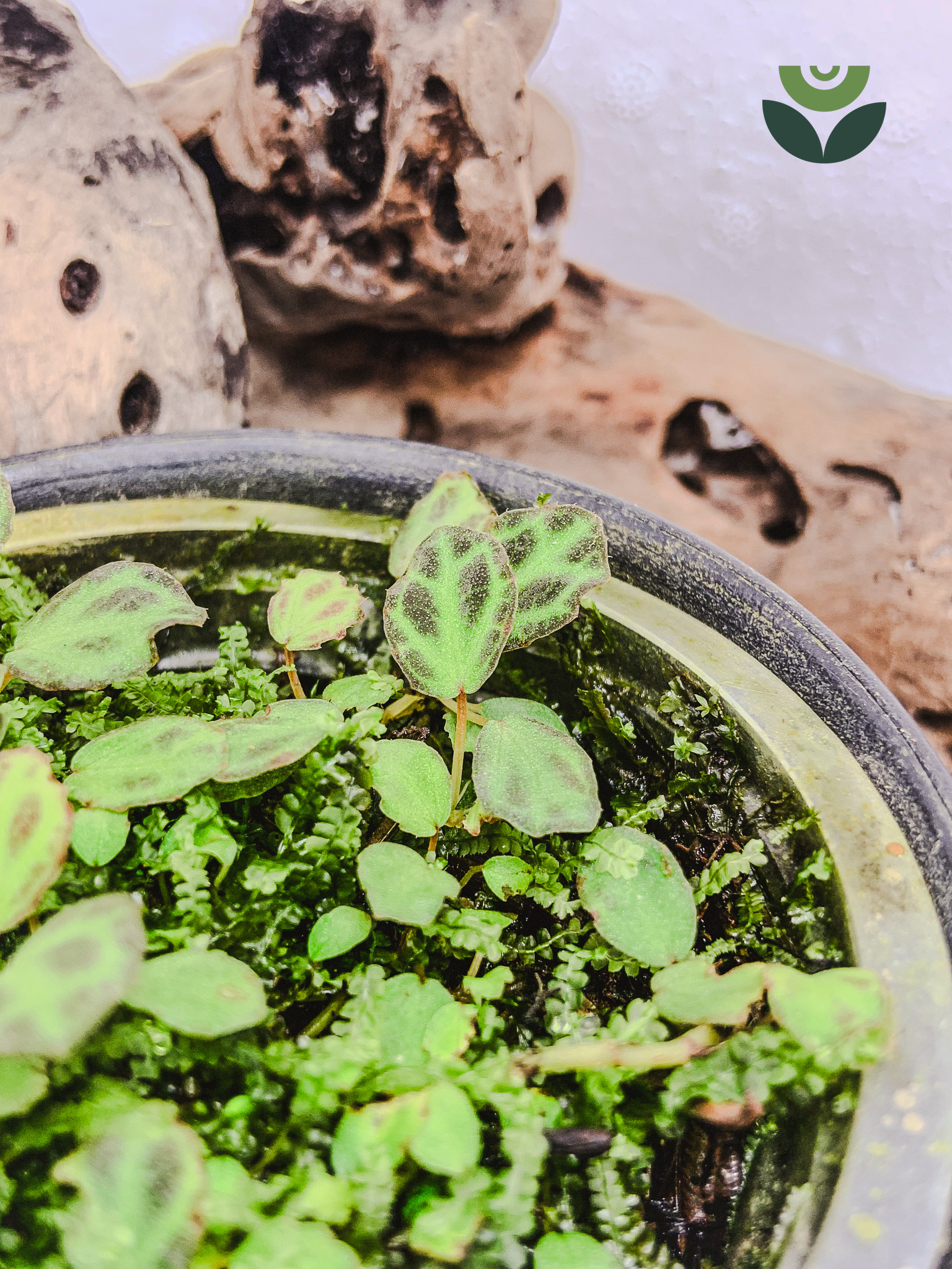 Begonia sp. Mini Sumatra