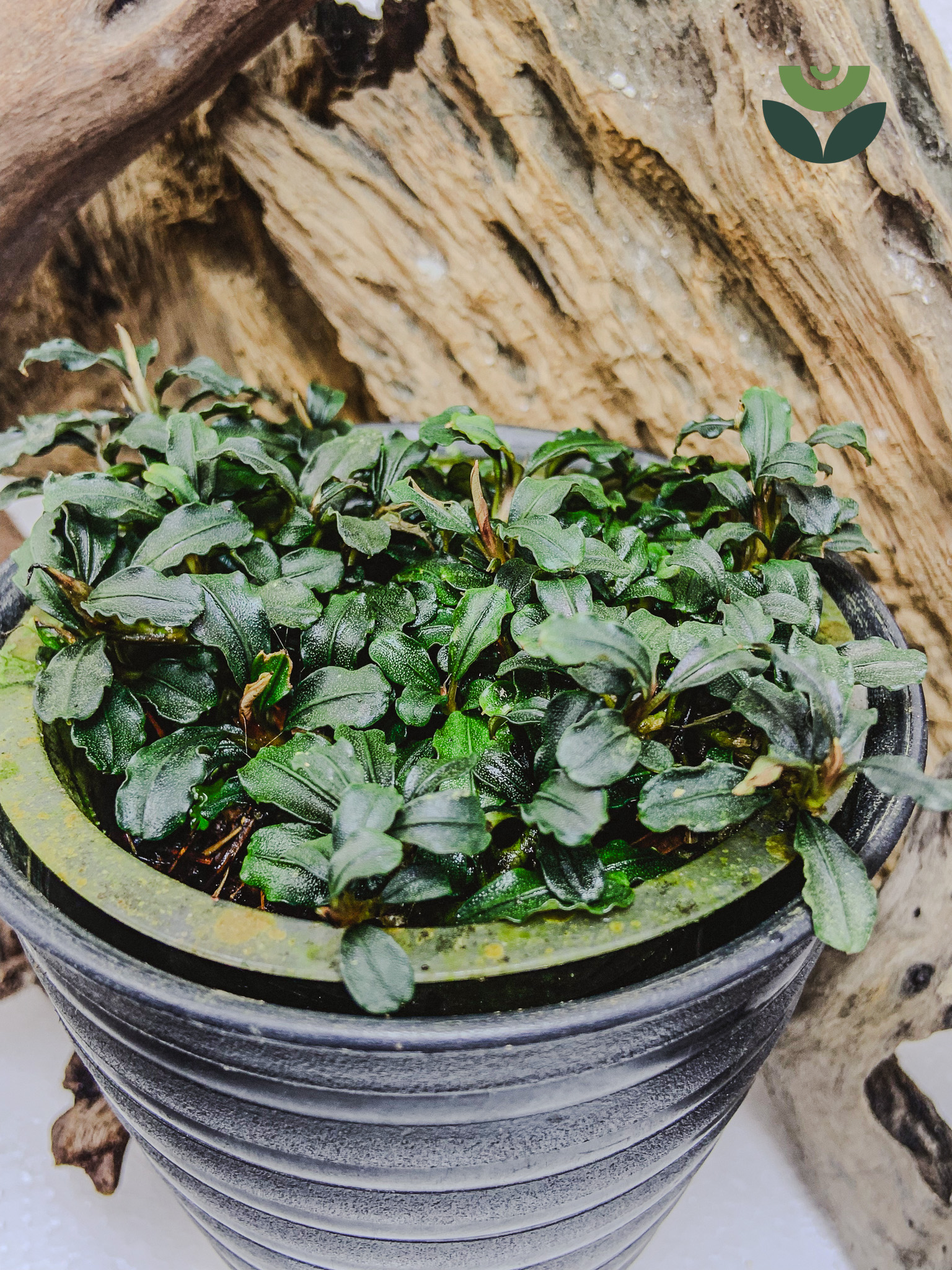Bucephalandra Brownie Phantom