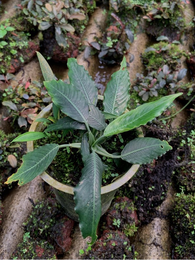 Schismatoglottis sp. Kayu Lapis