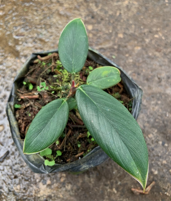 Homalomena sp. Red Sumatra