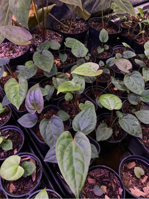 Anthurium Luxurian x Papilaminum (10pcs)