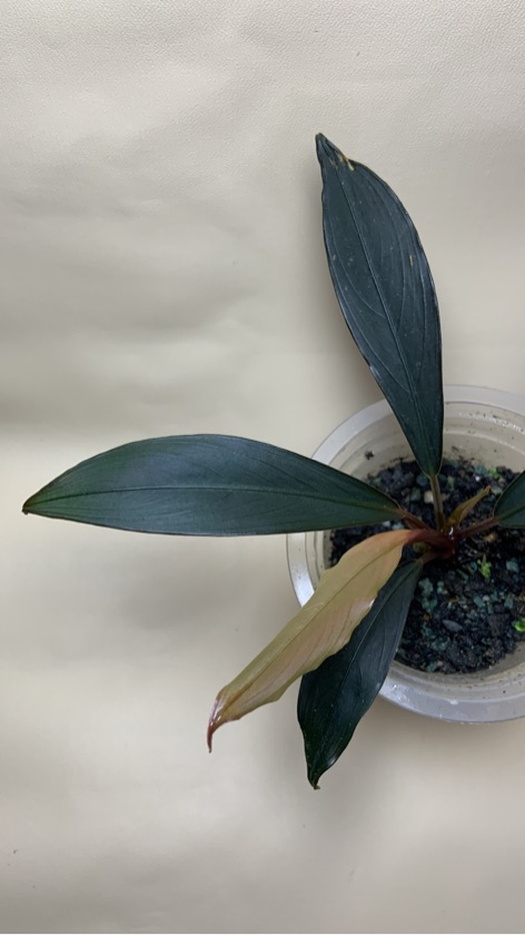 Bucephalandra sp. (Dark Archile x Goliath)