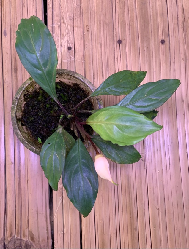 Bucephalandra sp. Mahakam Ulu