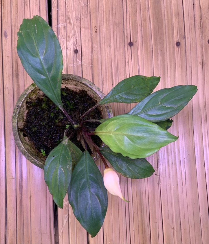 Bucephalandra Emerald Spear