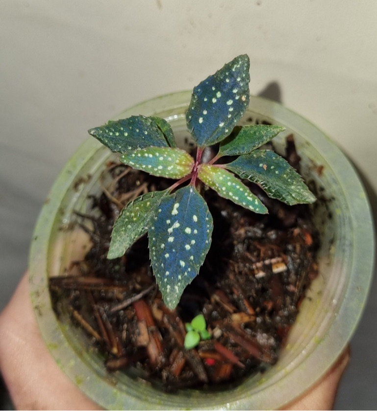 Sarcophyramis sp. Blue Fire