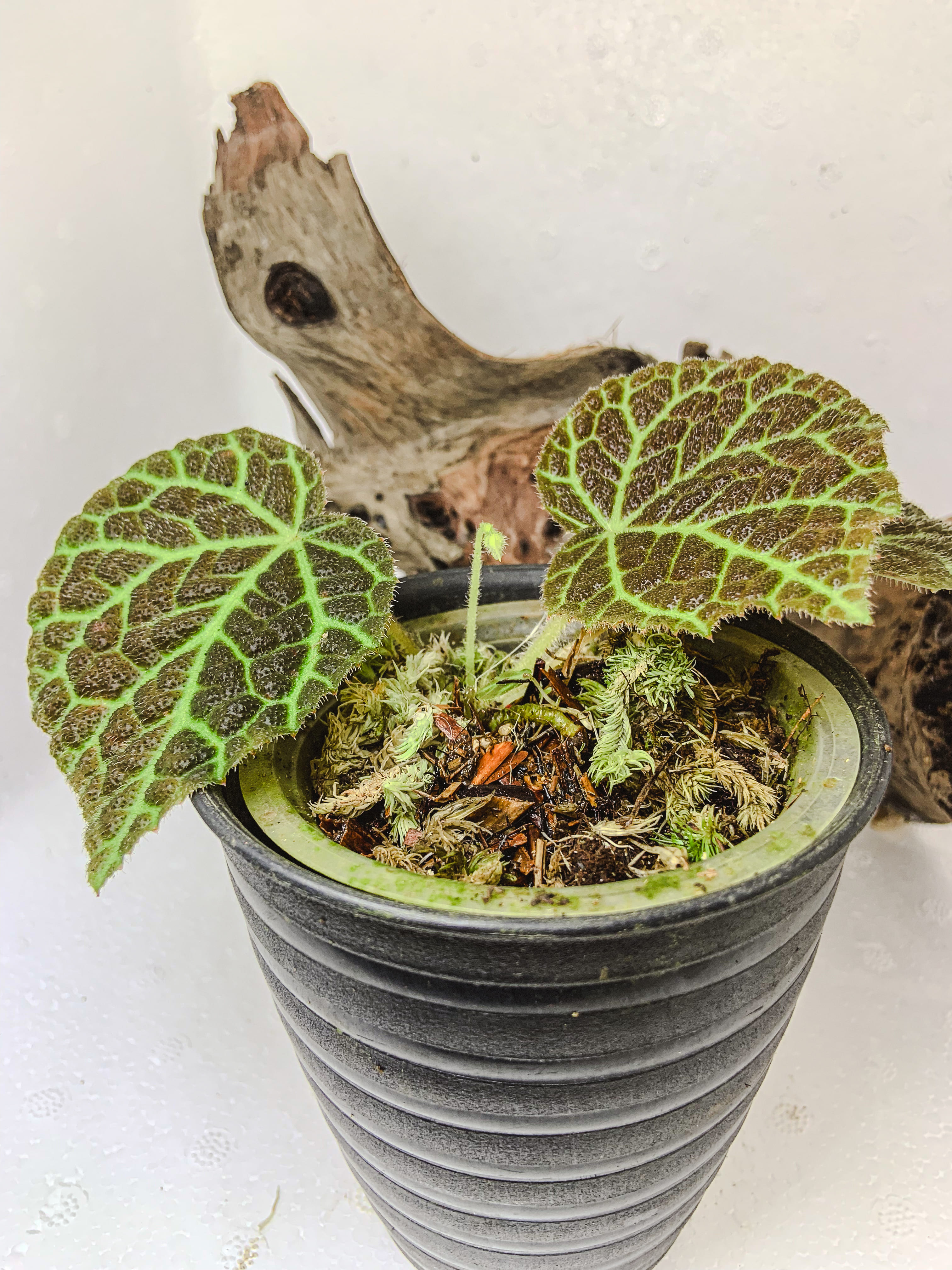 Begonia Hijauvenia