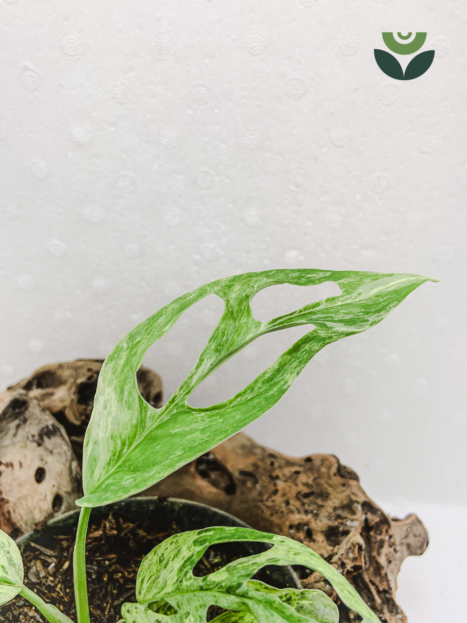 Monstera Adansonii ‘Mint’