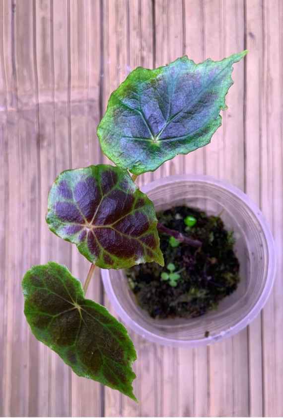 Begonia sp. Type 3
