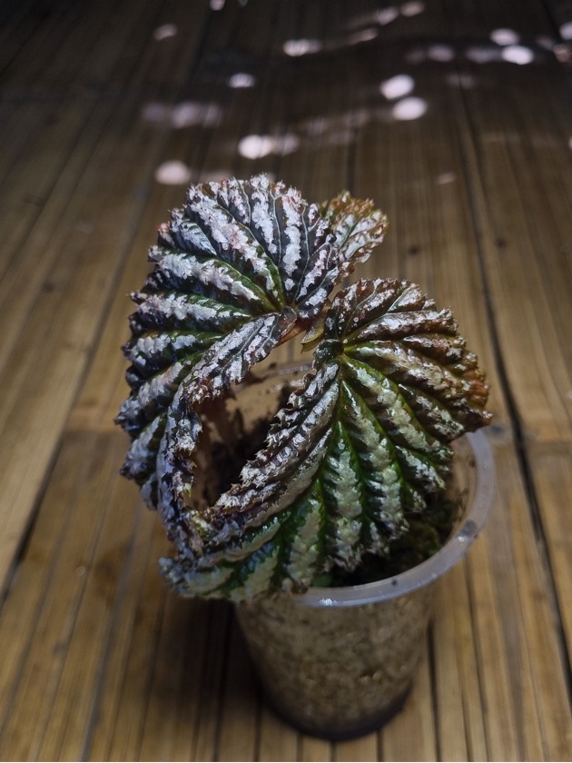 Begonia sp. Yamor Silver Chrome 