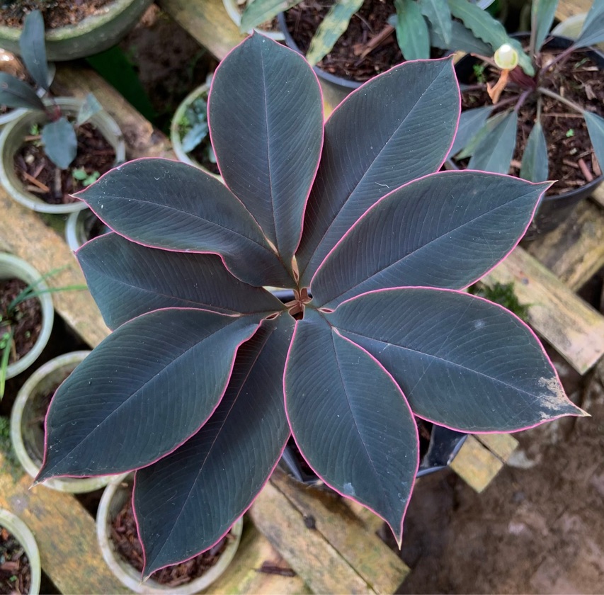 Amorphophallus Atroviridis