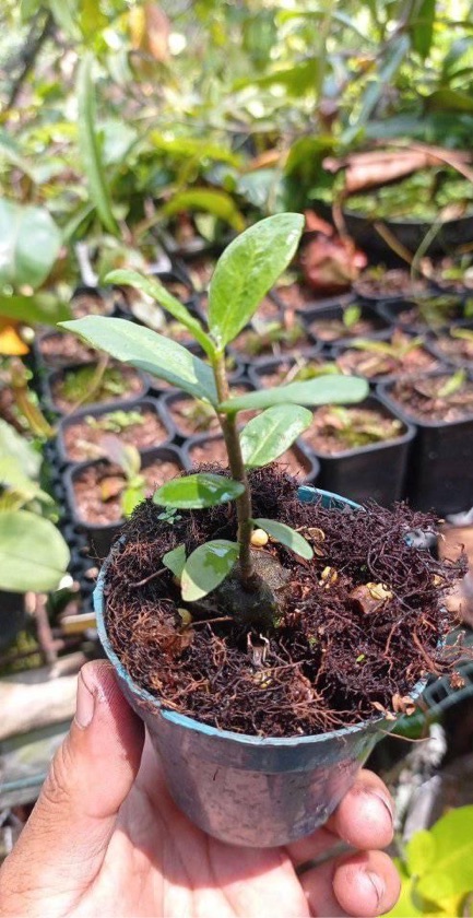 Hydnophytum Formicarum