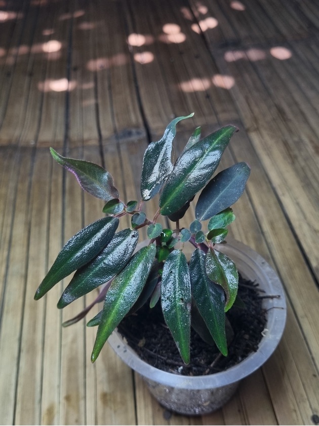 Sonerila sp. Type 06