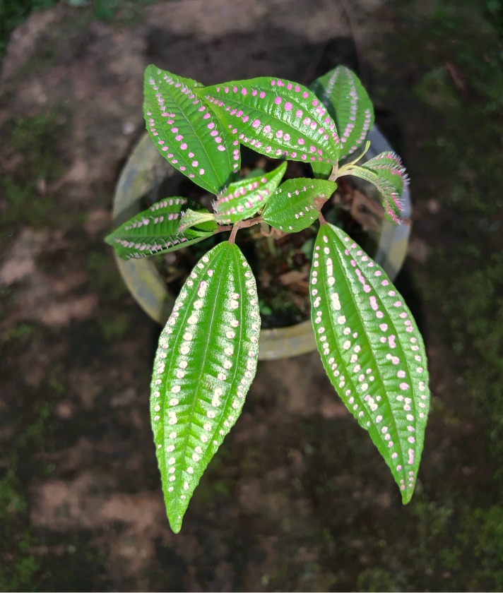 Blastus Pink Polcadot