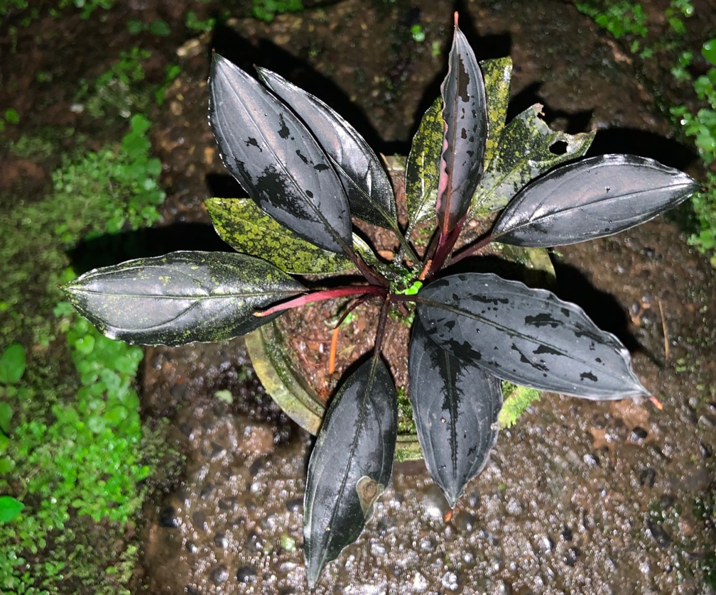 Bucephalandra Skeleton King