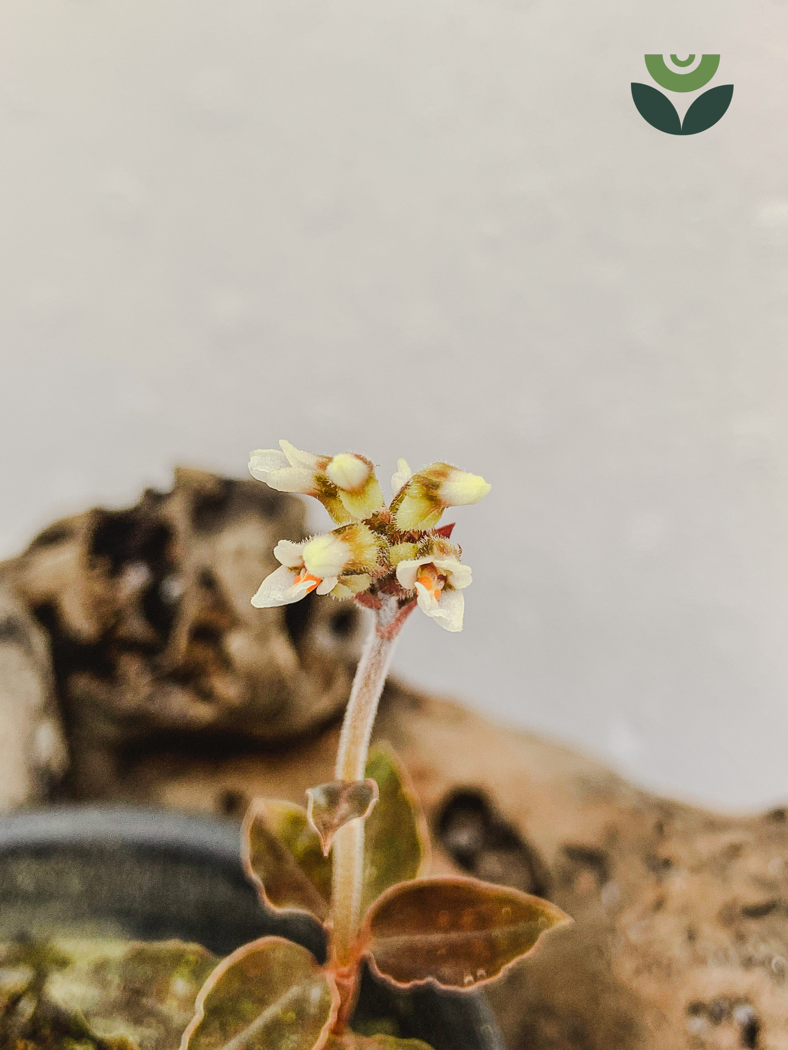 Cystorchis Sulawesiana